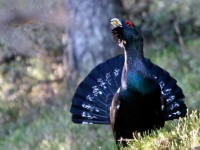 El urogallo de León por primera vez en situación crítica