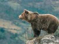 Llega la primavera: tiempo del oso en León