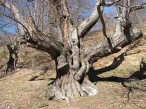 Castaño de la Berduéngana. 