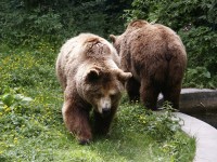 Laciana, zona habitual de osos