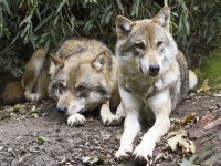 Avistar lobos cerca de la casa rural en León