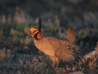 Salvemos el urogallo, la especie autóctona de la zona