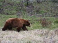25 años protegiendo el urogallo y el oso en León