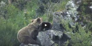 avistar osos en leon