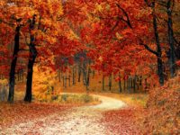 Actividades para el otoño en Laciana