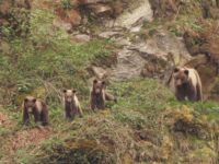 El despertar de los osos en Laciana