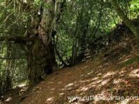 Rutas por Laciana: los tejos