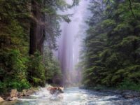 Flora y fauna de Laciana