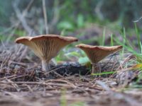 Qué setas podemos encontrar en León