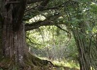Bosques en Laciana y sus particulares árboles