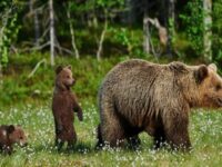 Comienza la época de avistamiento del oso pardo