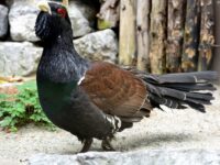Plan para preservar el urogallo en Laciana