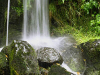Los bosques más destacados del Valle de Laciana