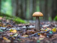 Con el otoño llega la época de setas en Laciana