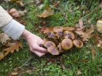 Micología en Laciana: temporadas y tipos de setas para recolectar